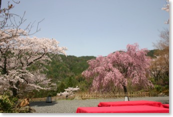 松山閣　桜